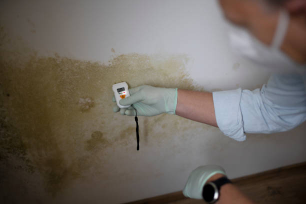 Attic Mold Removal in Murphys Estates, SC